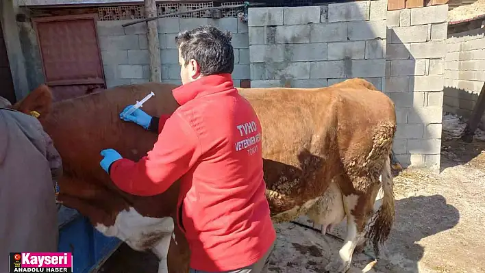 Depremden etkilenen hayvanların yaraları sarıldı