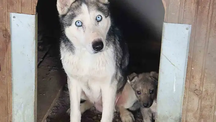 Kayseri'ye getirilen depremzede köpekler rehabilite ediliyor