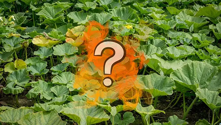 Develi'de tarlalar turuncuya büründü!