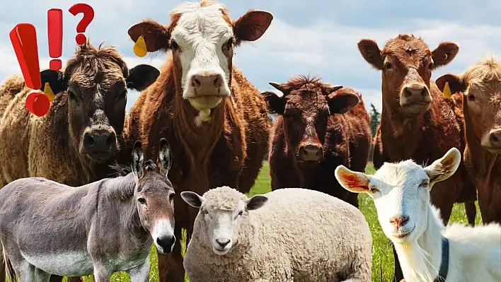 Dinen hangi hayvanın eti yenir, hangi organlardan uzak durmalı?
