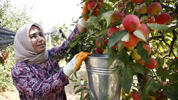 'Döküntü elmalar' probiyotik sirkeye dönüştürülüyor