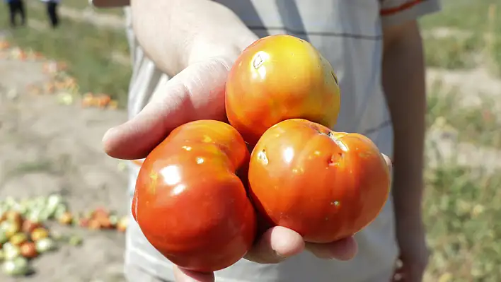 Tarımda 'yapay zeka' dönemi! Dolu hasarı bakın nasıl belirlenecek?