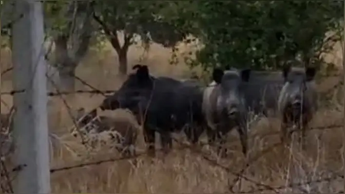 Domuz sürüsü 47 dekar kabak tarlasını talan etti!