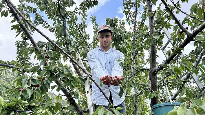 Kirazda Hasat Başladı, Fiyat Bahçede 100 TL
