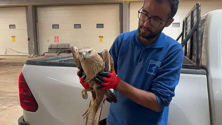 Erciyes'te yaralı şahin tedavi altına alındı