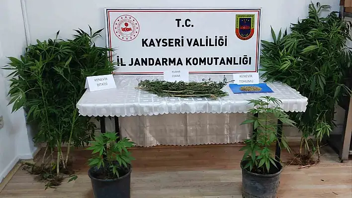 Evinde kenevir yetiştiriyordu: Yakalandı!