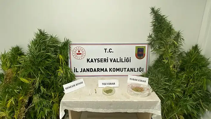 Kayseri'de evinin bahçesinde kenevir yetiştiren şahıs yakalandı