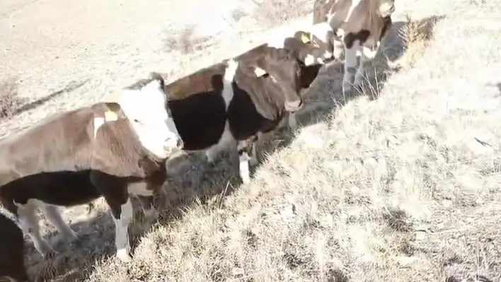 Firar eden inekler bulundu!