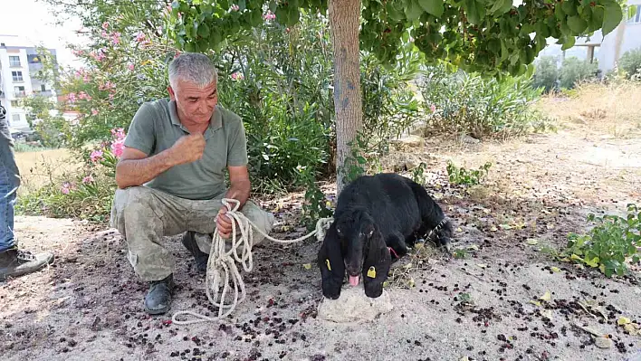 Firar eden kurbanlık, 10 gün sonra yakalandı!
