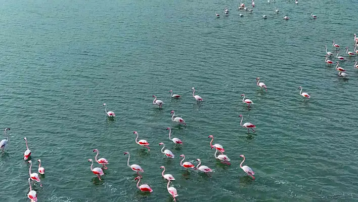 Flamingolardan görsel şölen