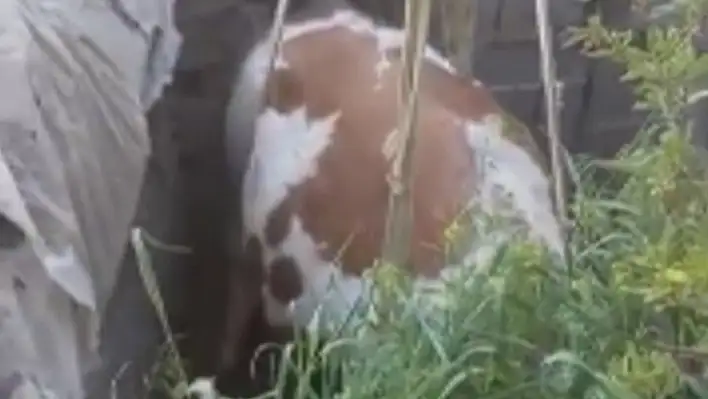 Foseptik çukuruna düşen inek kurtarıldı