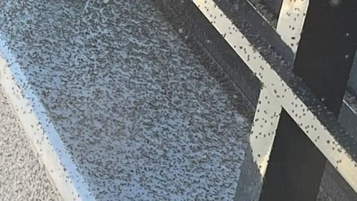 Gaziantep'te başlayan istila Kayseri'ye ulaşır mı?