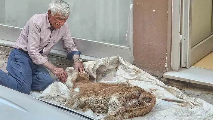 Hasta buzağısına bebek gibi sarıldı