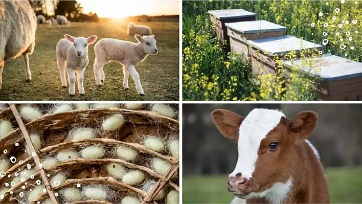 Hayvansal üretime büyük destek: 2025'te destekler katlanıyor