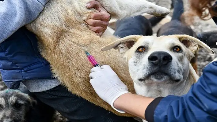 Hayvanseverler dikkat - Nuh Sendromu'na sahip olabilirsiniz!