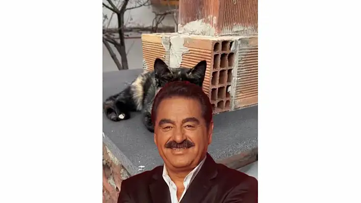 İbrahim Tatlıses'e benzeyen kedi Kayserili çıktı