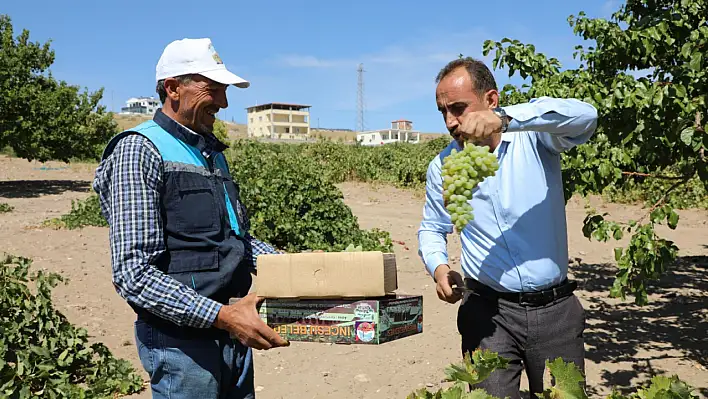 İlmek: İncesu'da üzümün pekmez yolculuğu başladı