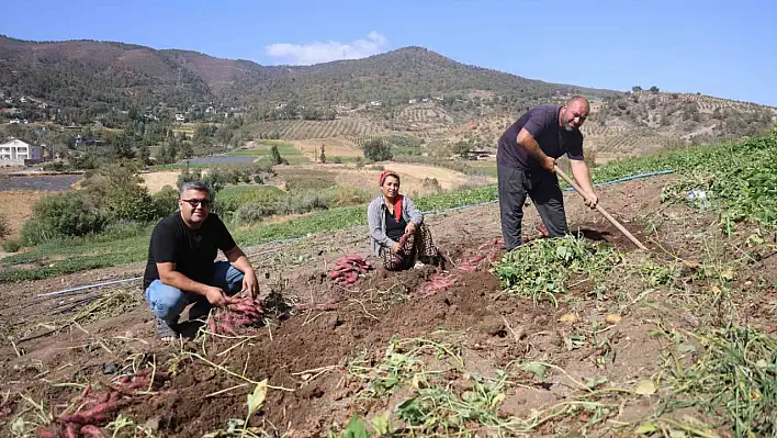 Tatlı patates hasadı başladı: Tarladan 35 TL'ye alıcı buluyor