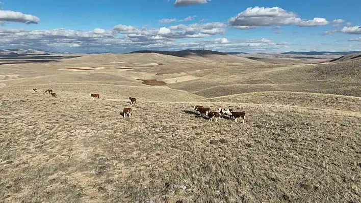 Kayıp büyükbaş hayvanlar dron ile bulundu