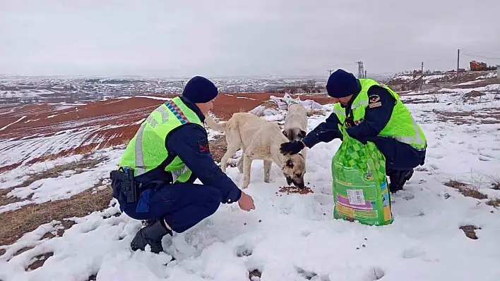 Jandarma ekipleri yaban ve sokak hayvanlarını unutmadı