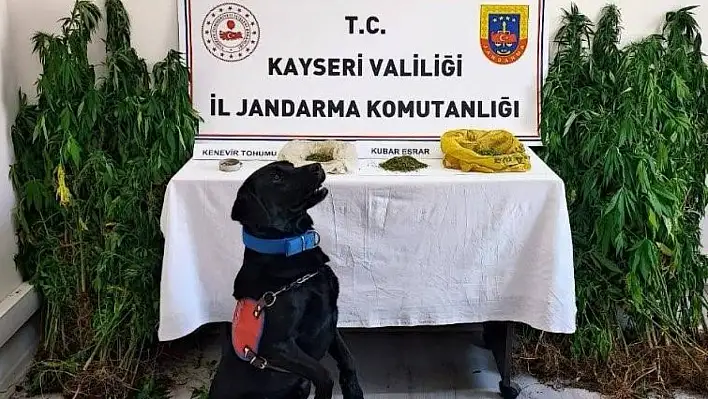 Kayseri'de 206 Kök Keneviri Yakalandı