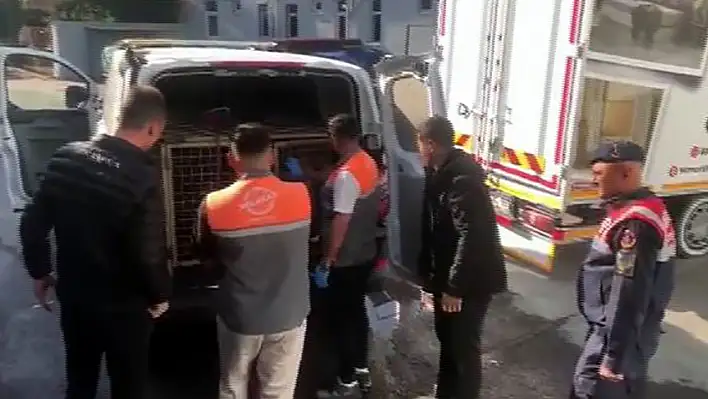 Kayseri'de köpek dövüşü operasyonu