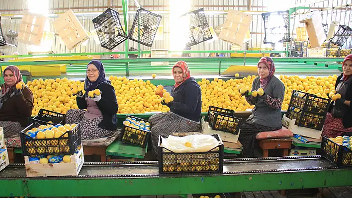 Kadınlar ekmek parasını limondan kazanıyor