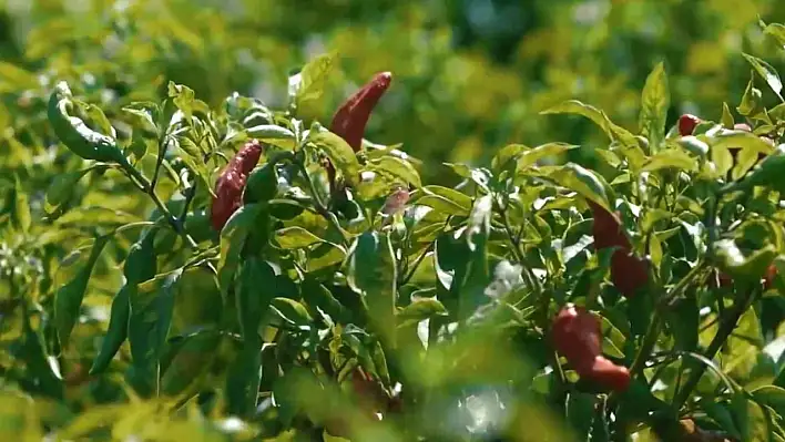 Biber mesaisi başladı!