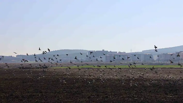 Kahramanmaraş'ta güvercinlerden seyirlik manzara