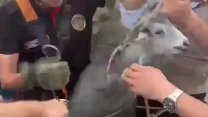 İtfaiyeden Keçi Kurtarma Operasyonu