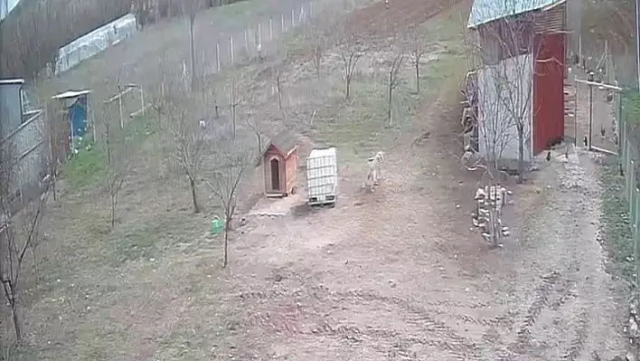 Kangal köpeğinin refleksi gündem oldu!