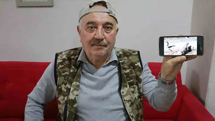 Kedi ve tilki dostluğu: Aynı yemekten paylaştılar