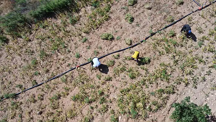 Adana'da kar suyuyla sulanan, beyaz fasulyeler için hasat zamanı