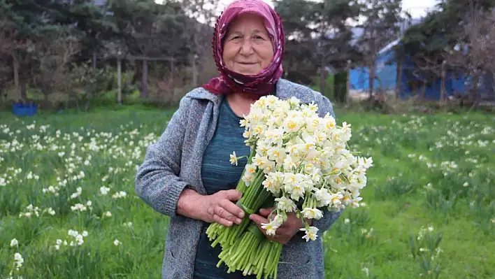 Nergis kokusu heryeri sardı!