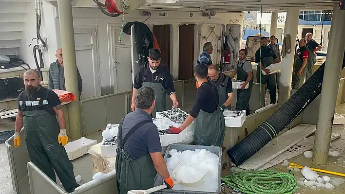 Kasalarca hamsi çıktı!