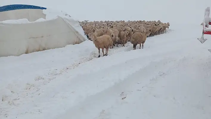 Kar ağırlığı çadırı çökertti: 8 koyun telef oldu