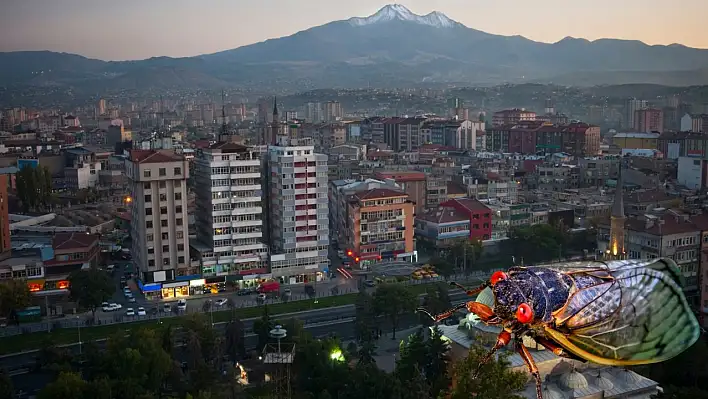 Karınca masalı yalan söyledi: Ağustos böceğinin gerçek hayatı!