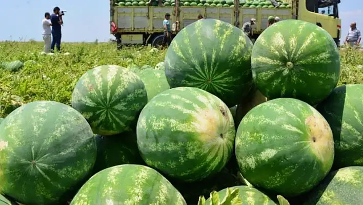 Karpuzunuz Kelek Çıkarsa 20 Bin TL Alacaksınız!