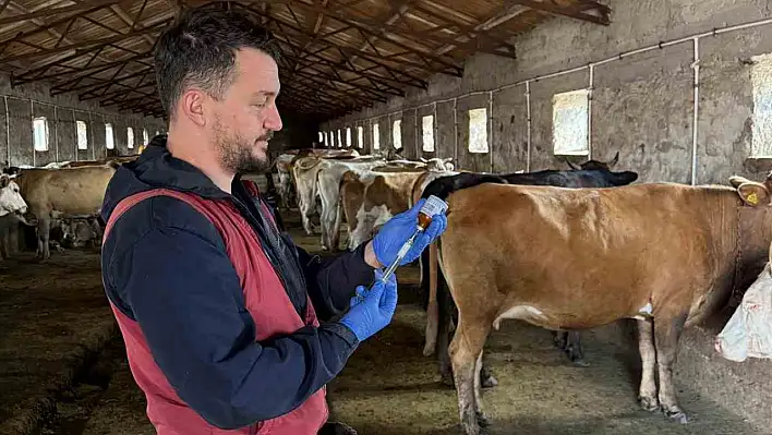 150 bin doz şap aşısı yapıldı!