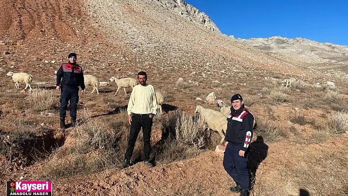 Kayıp koyunlar bulundu