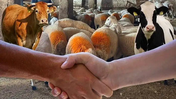 Kayseri 2025 kurbanlık fiyatları belli oldu: İşte güncel rakamlar!