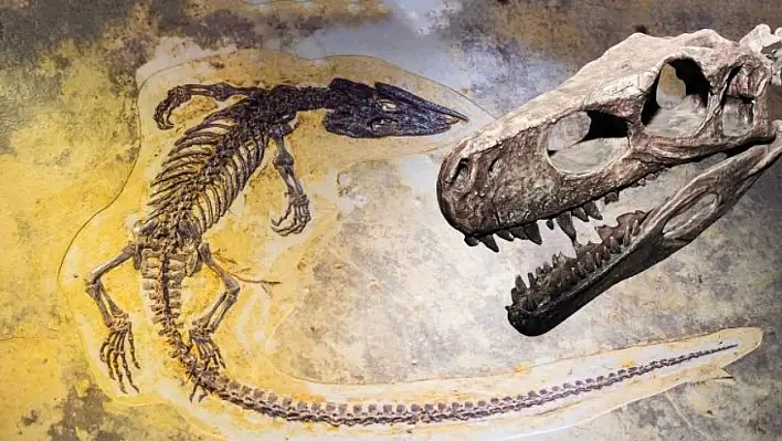 Kayseri, 7,5 milyon yıllık fosillerle dünya sahnesine çıkıyor!