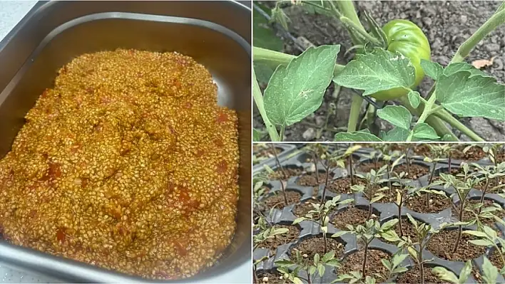 Kayseri ata tohumuyla köklerine dönüyor!