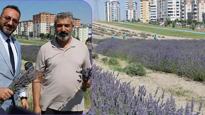 Kayseri'de alternatif tarımda yeni umut: Kocasinan'da 4. lavanta hasadı!