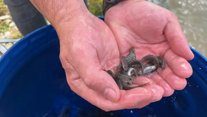 Kayseri'de anlamlı proje: 10 bin alabalık suya bırakıldı!