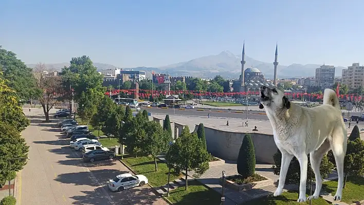 Kayseri' de başıboş köpekler için yeni adım