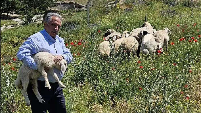 Kayseri'de bir grup kurbanlık firar etti