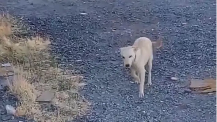 Kayseri'de bir köpek sakat taklidi yaparak mama dilendi