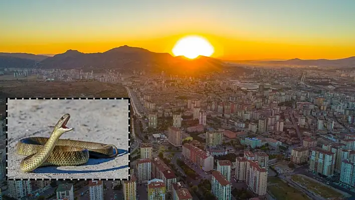 Kayseri'de borudan yılan çıktı – Ev sahibi neye uğradığını şaşırdı!