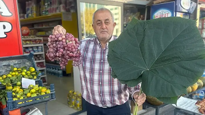 Kayseri'de bu yaprak görenleri şaşkına çeviriyor